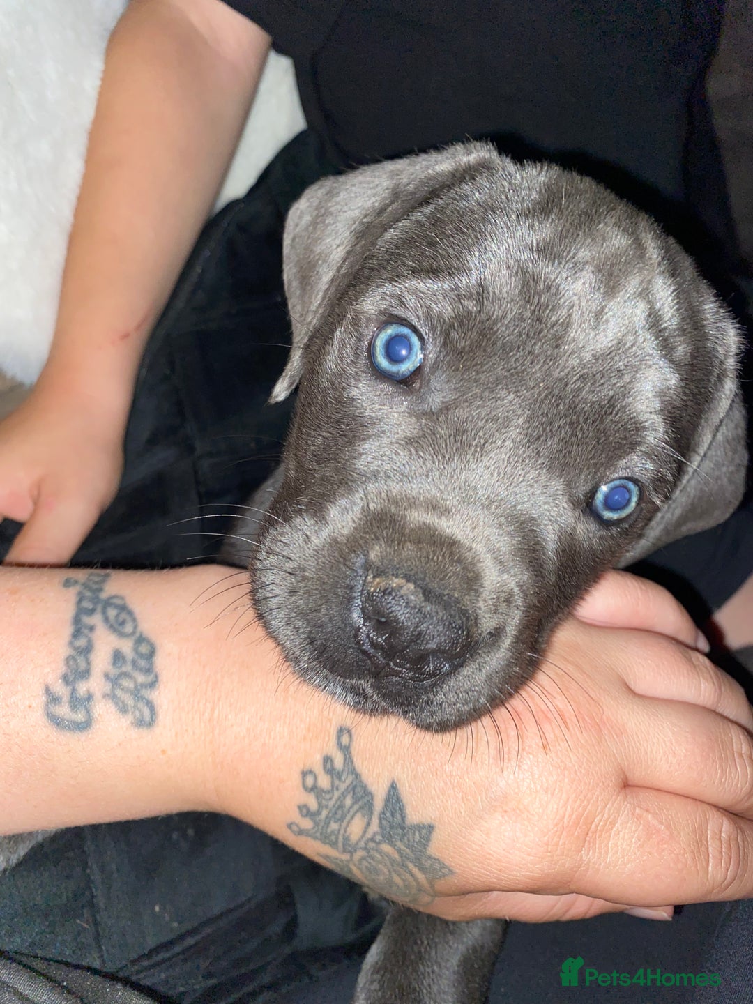 Cane Corso dogs for sale: Beautiful cane corso girl  - Image 5