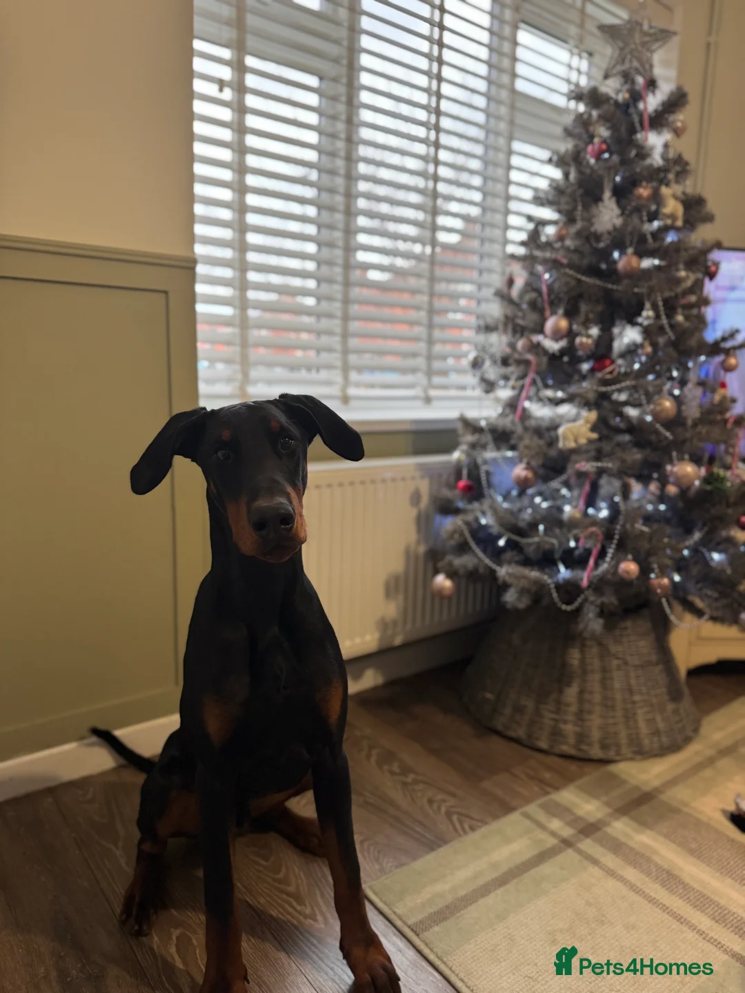Dobermann dogs for sale: 1 year old Doberman  in Trowbridge - Advert 1