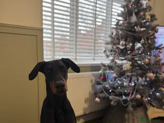 Dobermann dogs 1 year old Doberman - Advert 4