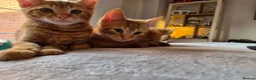 Mixed Breed cats for sale: 3 male ginger kittens ready for rehoming in Kidderminster - Advert 17
