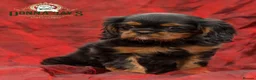 Cavalier King Charles Spaniel dogs for sale: Donna Jays Petite Cavaliers 🌟🌟🌟🌟🌟 - Advert 1