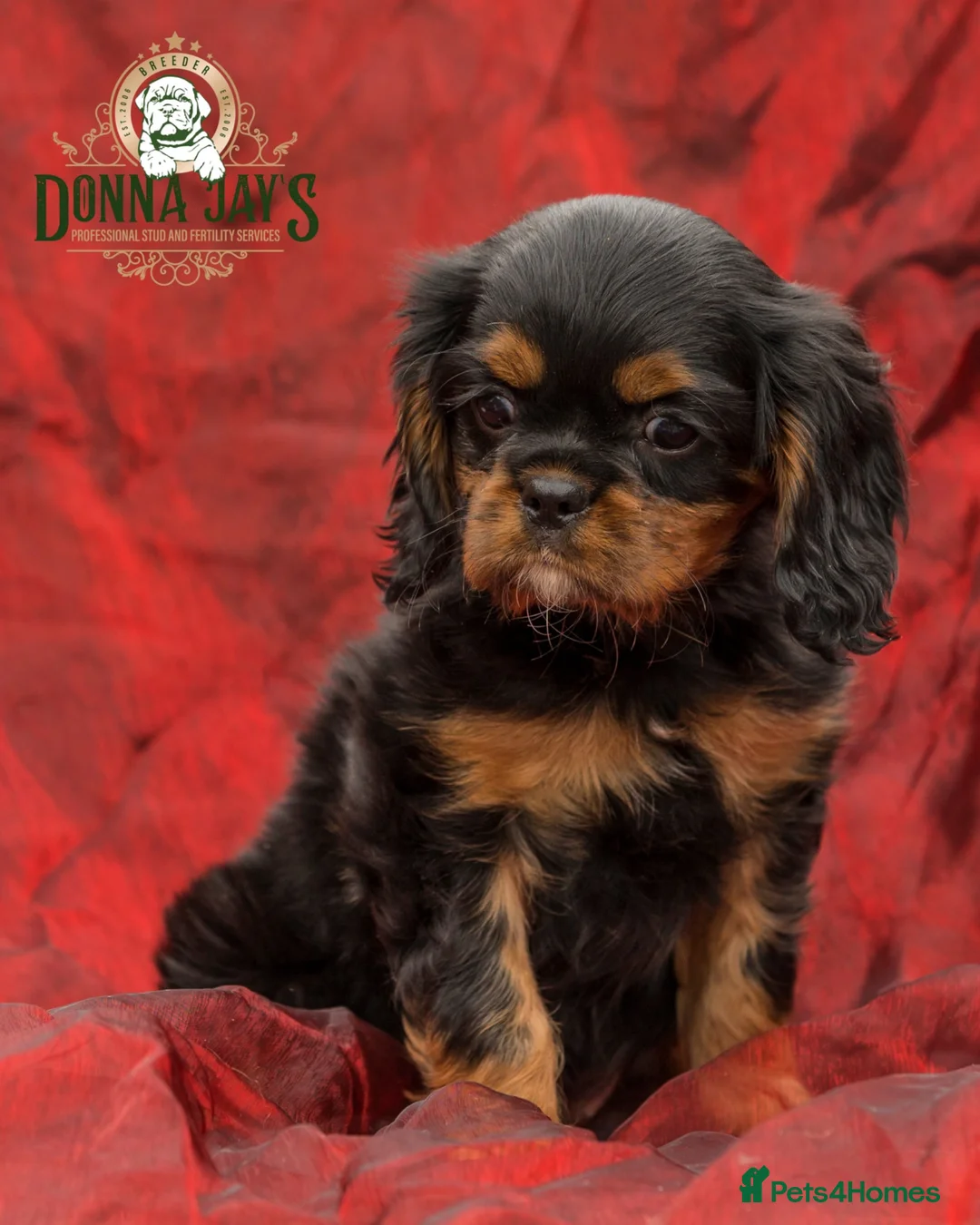 Cavalier King Charles Spaniel dogs for sale: Donna Jays Petite Cavaliers 🌟🌟🌟🌟🌟 - Advert 1