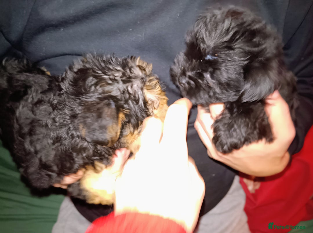 Yorkiepoo dogs for sale: Two male Yorkiepoo puppies 3 months old - Advert 7
