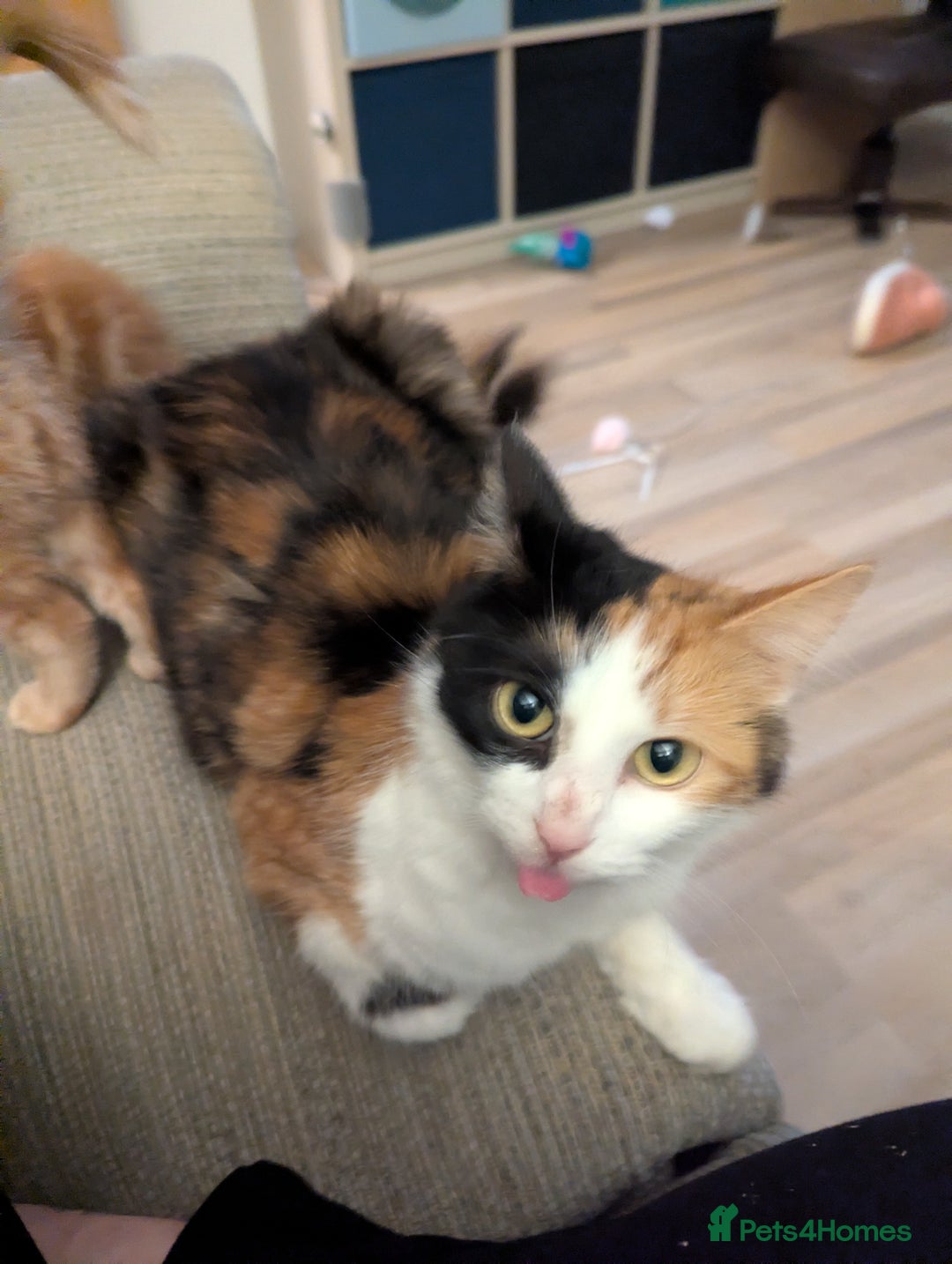 Mixed Breed cats for sale: Gorgeous ginger boys - Advert 5