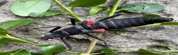 Stick Insects invertebrates for sale: Black Beauty Stick Insects in Brighton - Advert 3
