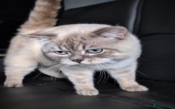 Scottish Fold cats for sale: Scottish Straight  - Image 9