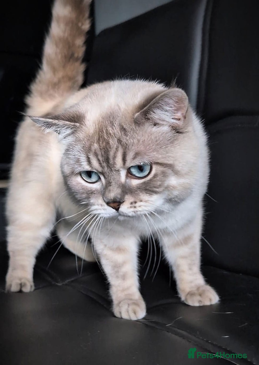 Scottish Fold cats for sale: Scottish Straight  - Image 9