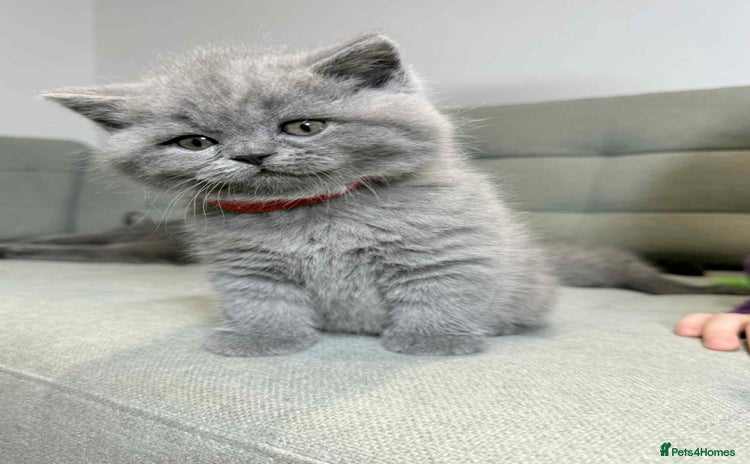 British Shorthair cats - Advert 12