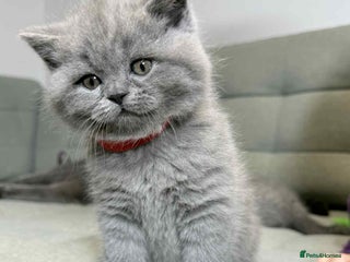 British Shorthair cats for sale - Advert 1