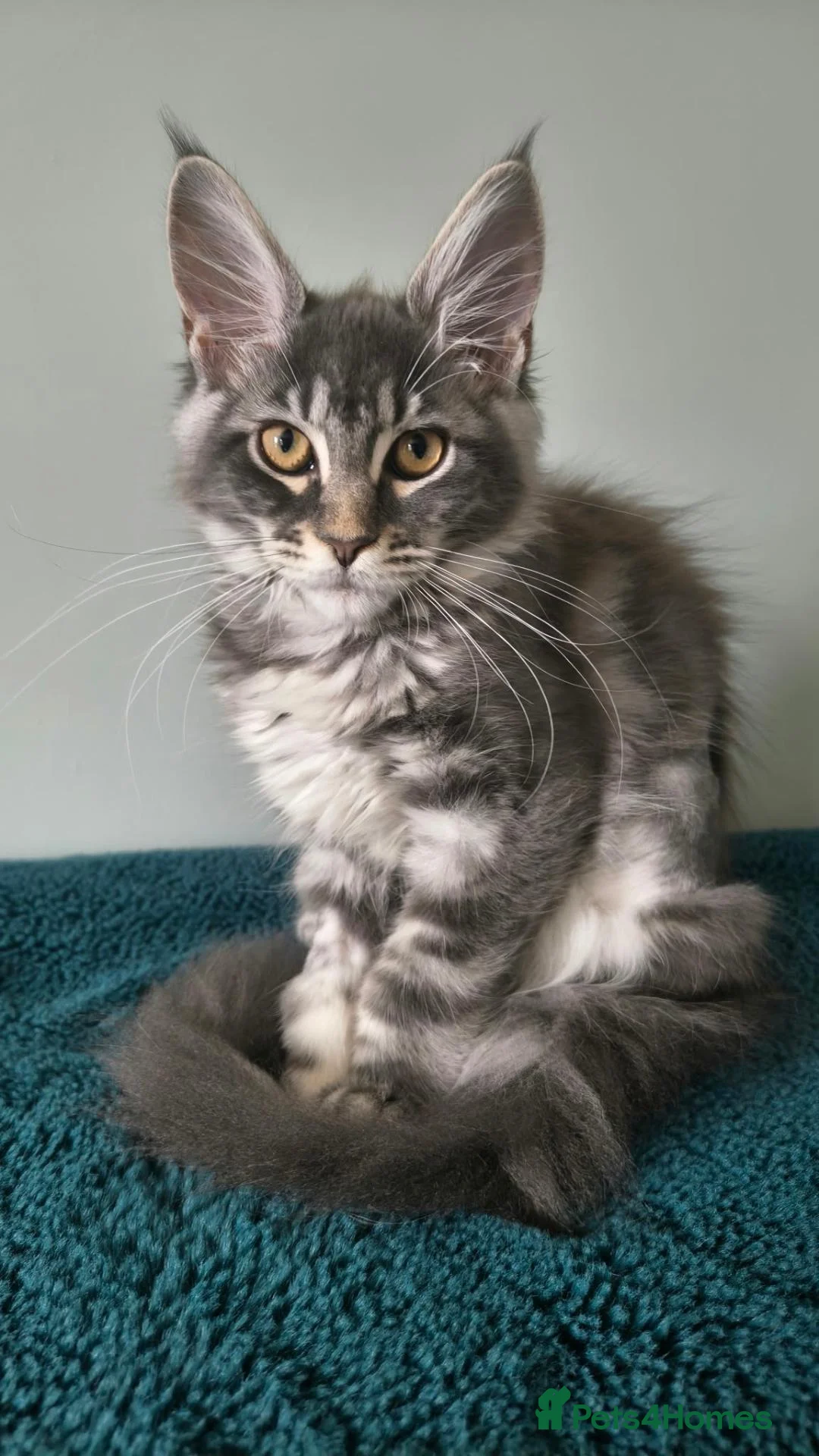 Maine Coon cats for sale: Ready now! TICA Maine coon girls - Advert 1