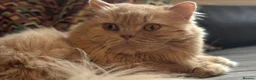 British Longhair cats for sale: Adult British Longhair Sparkle - Advert 2