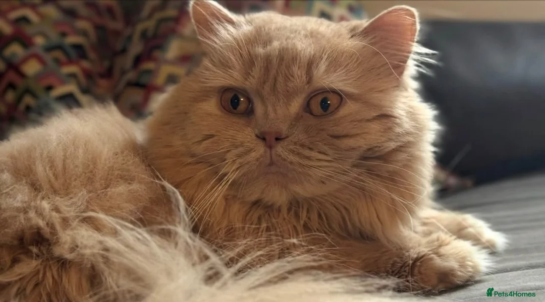 British Longhair cats for sale: Adult British Longhair Sparkle - Advert 2