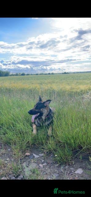 Mixed Breed dogs Meet Mila - Advert 2