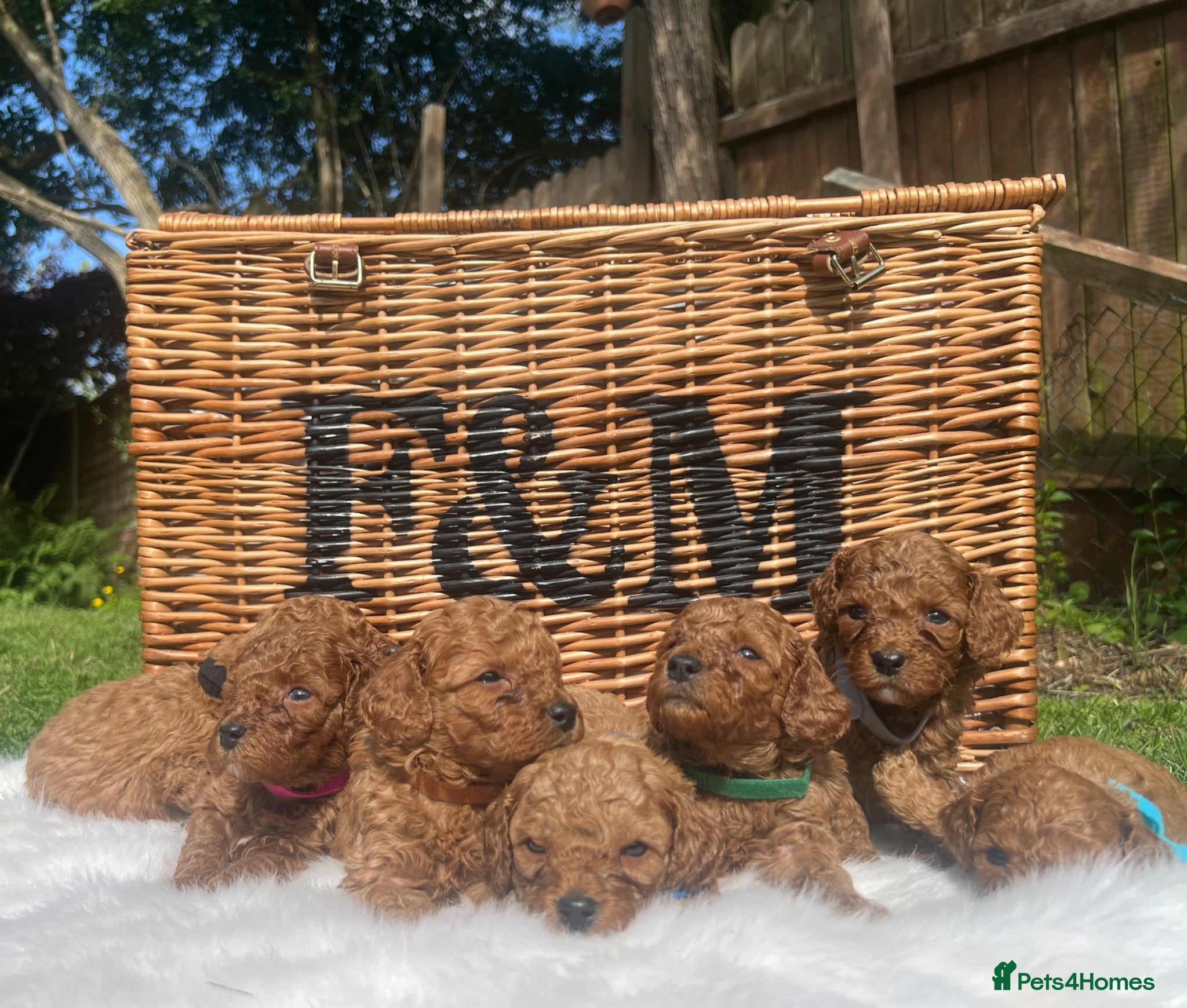 Cavapoo dogs Stunning deep red TOY cavapoo pups - Advert 1
