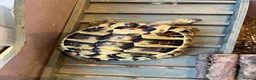 Hermann Tortoise reptiles for sale: Hermann tortoise in Sale - Advert 6