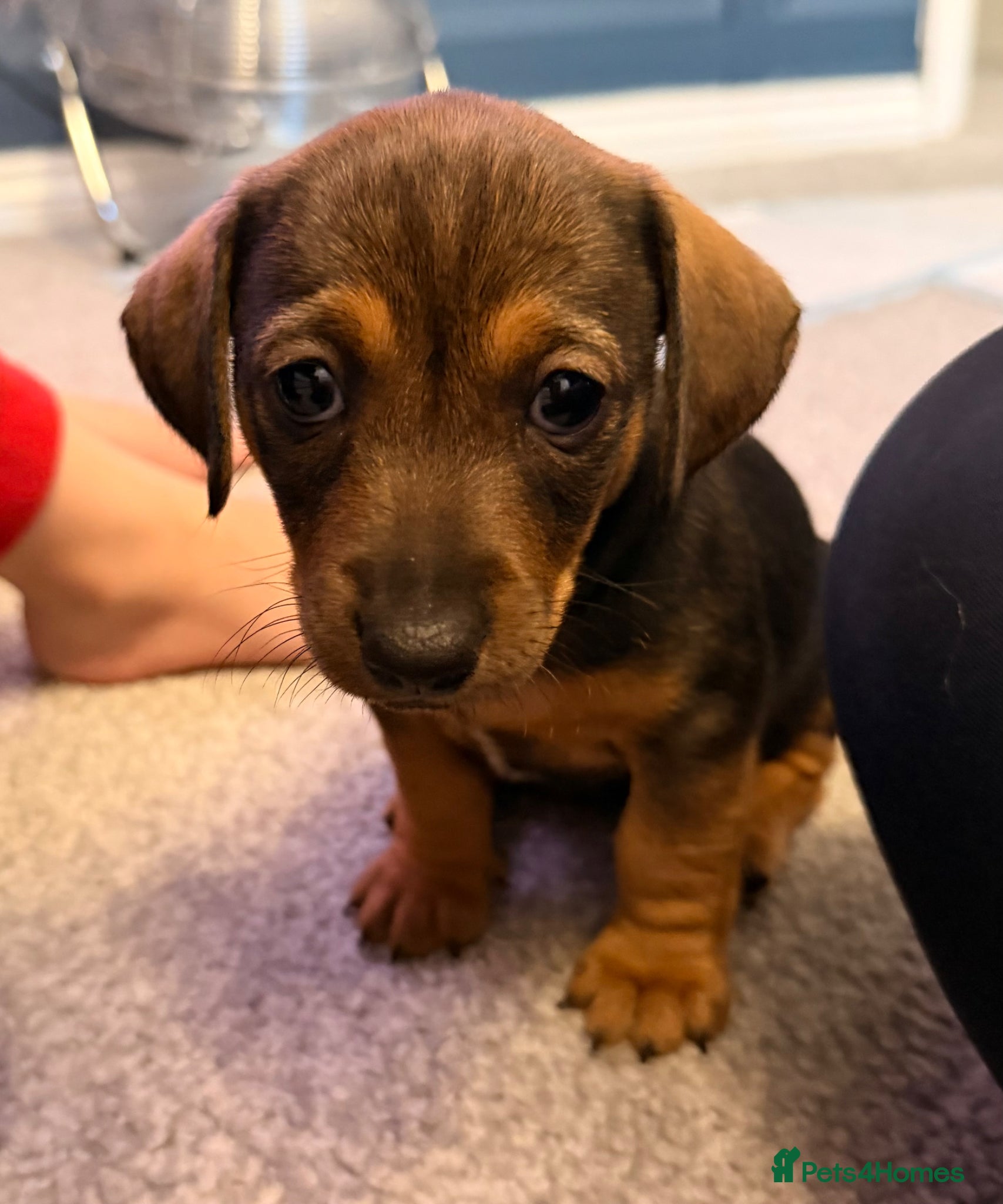 Mixed Breed dogs Gorgeous Female Pup (Last One)  - Advert 8