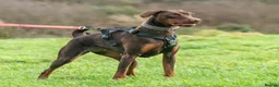 Dobermann dogs for sale: CH & Sport- KC Reg - FULLY HEALTH & Heart - Advert 3