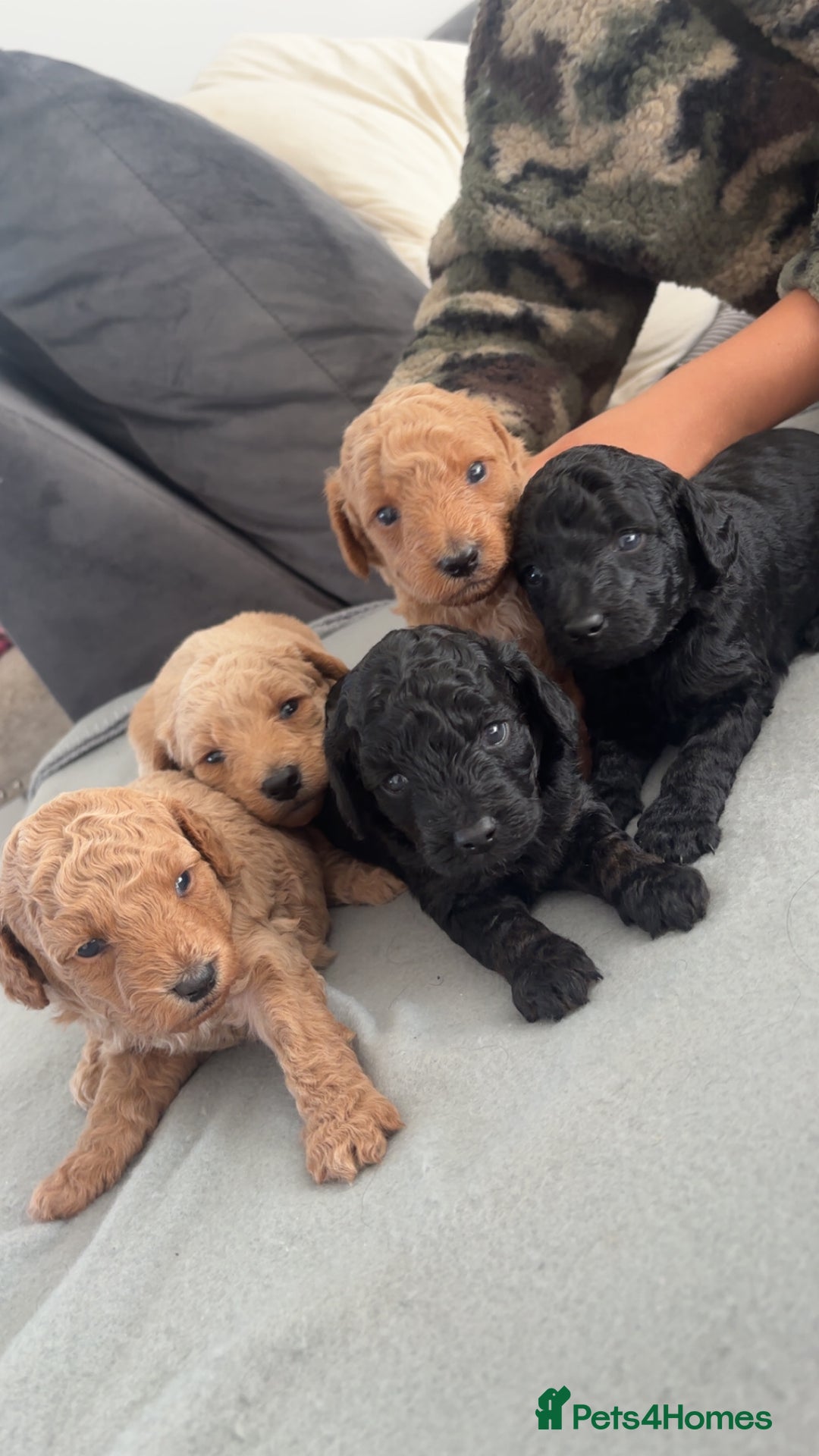 Labradoodle dogs for sale: Miniature labradoodle puppies F1B ready now  - Image 6