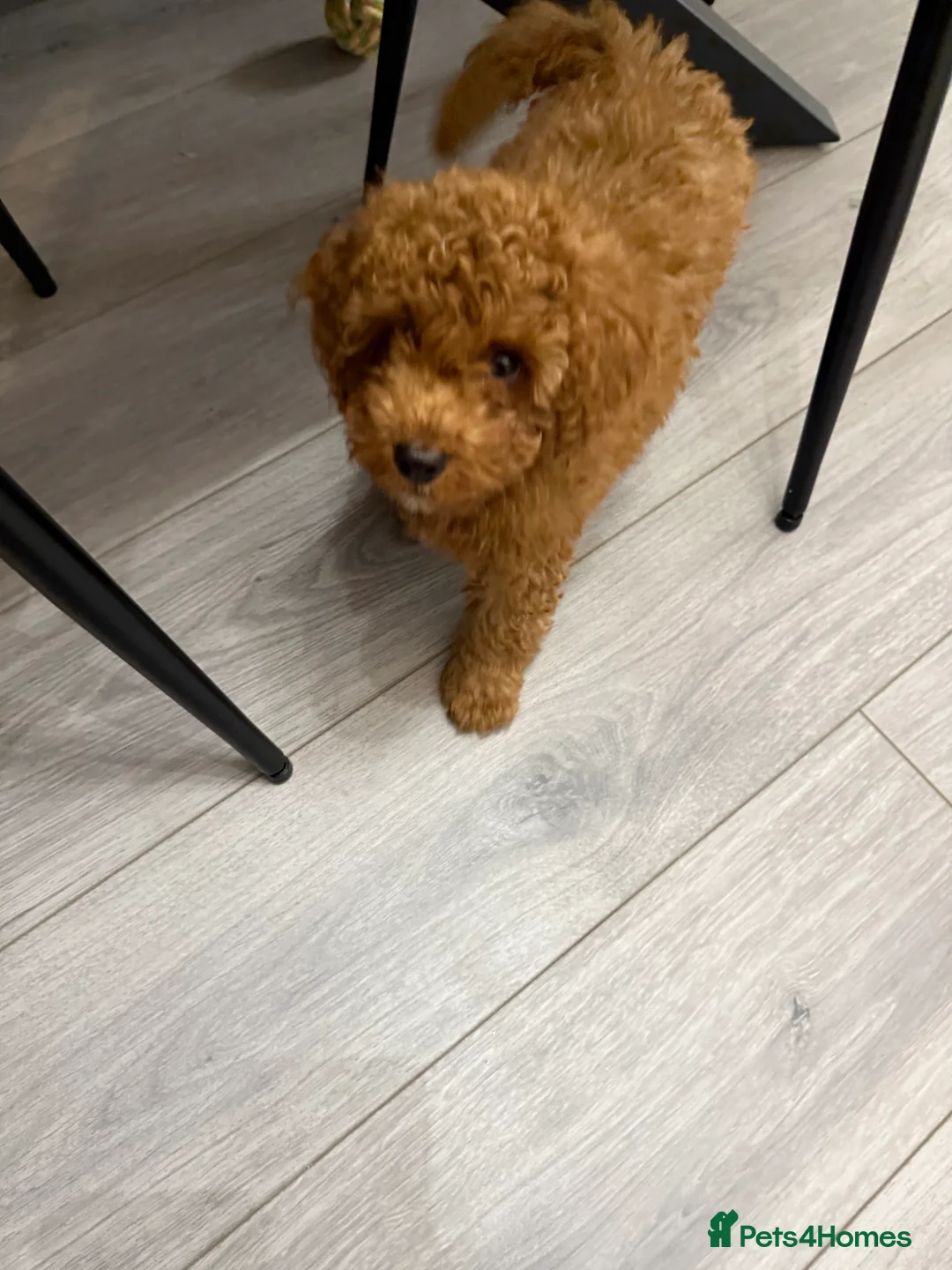 Toy Poodle dogs for sale: Toy Poodle 14 Weeks Old - Advert 5