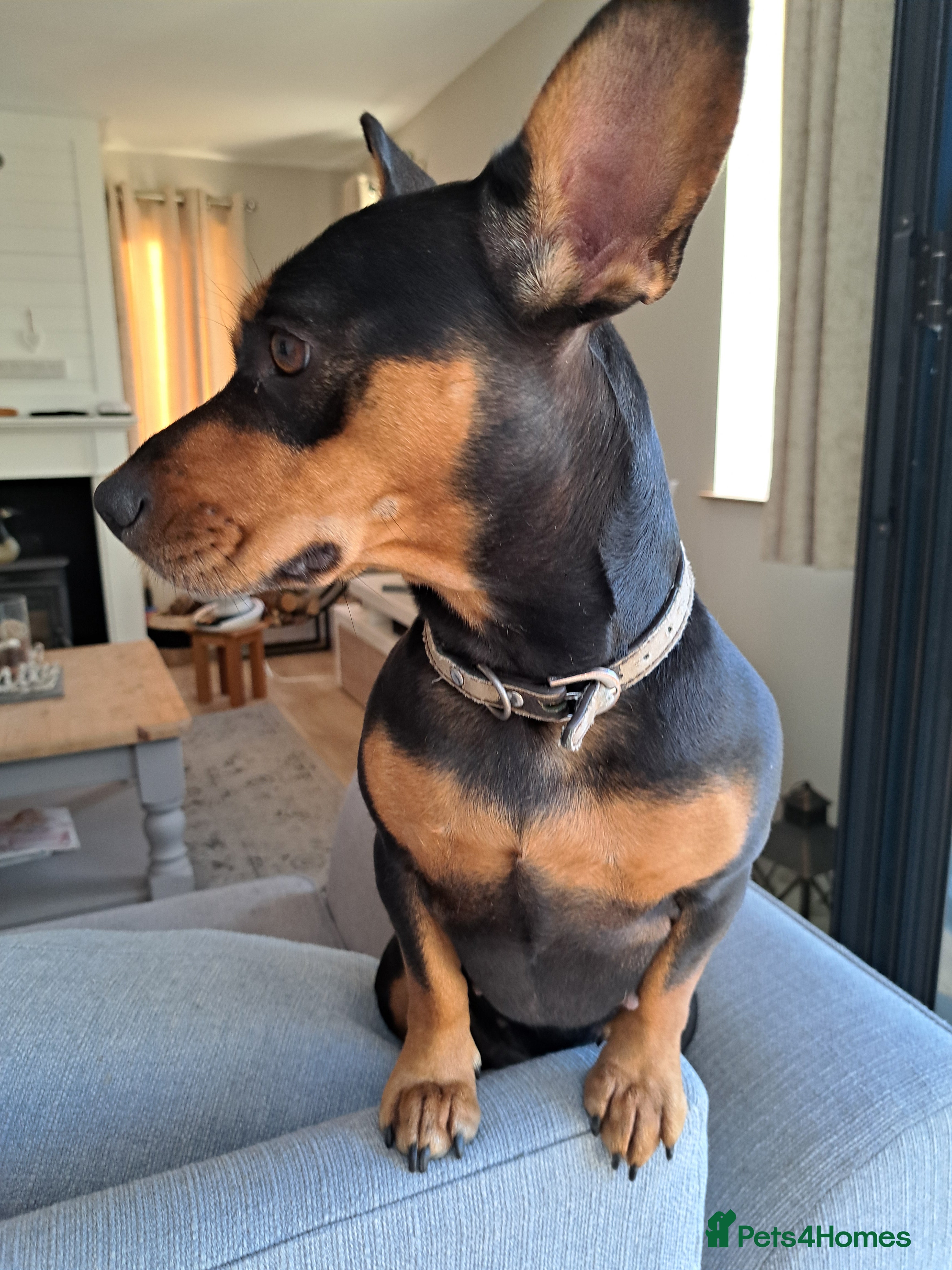 Mixed Breed dogs Miniature Dachshund X Frenchie. - Advert 5