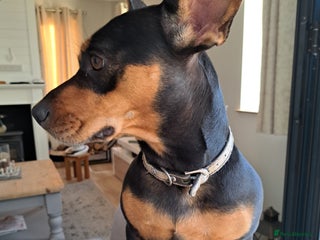 Mixed Breed dogs Miniature Dachshund X Frenchie. - Advert 5