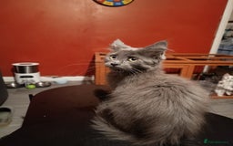 Maine Coon cats for sale: Adorable Maine Coon kittens in Manchester - Image 13