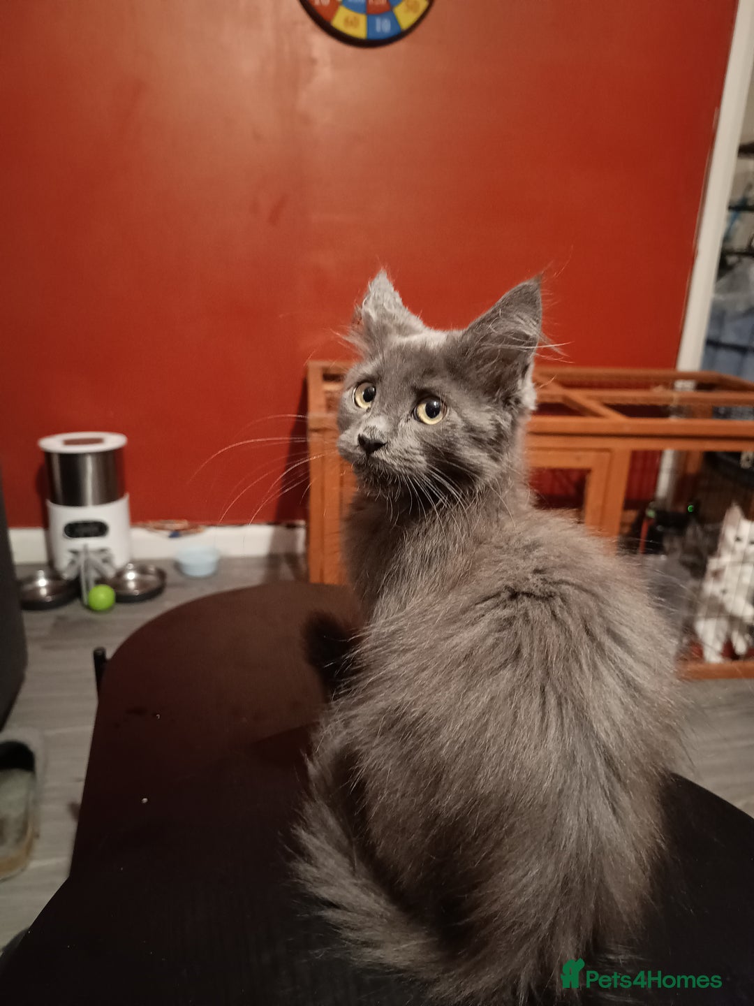 Maine Coon cats for sale: Adorable Maine Coon kittens in Manchester - Image 13