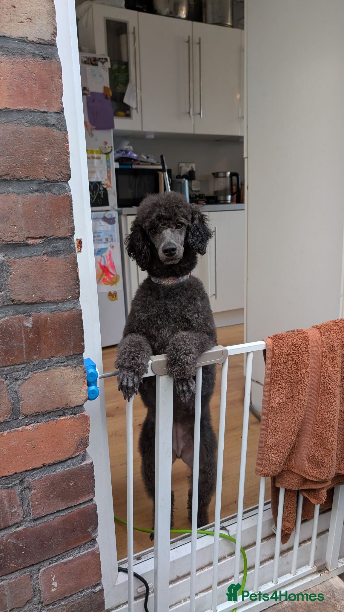 Mixed Breed dogs Exceptional moyen poodle puppies  - Advert 8