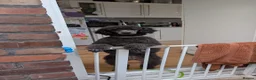 Mixed Breed dogs for sale: Exceptional moyen poodle puppies  in Bootle - Advert 1