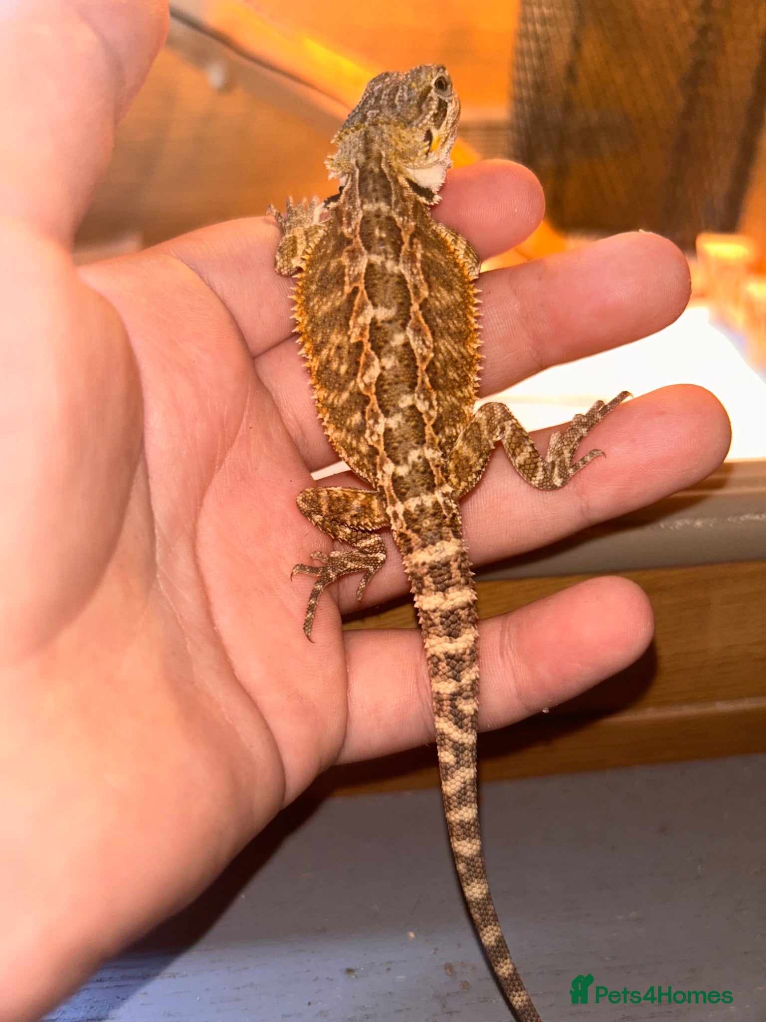 Bearded Dragon reptiles Super friendly baby bearded dragons - Advert 2