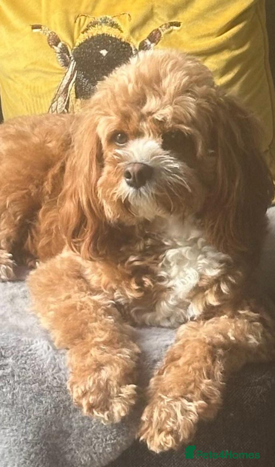 Cavapoo dogs for sale: Rare red frosted health checked Mini Cavapoo - Advert 4