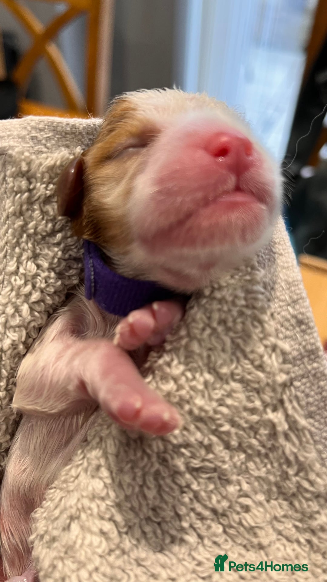 Cavalier King Charles Spaniel dogs for sale: Stunningly cute Cavalier King Charles Puppies  - Image 11