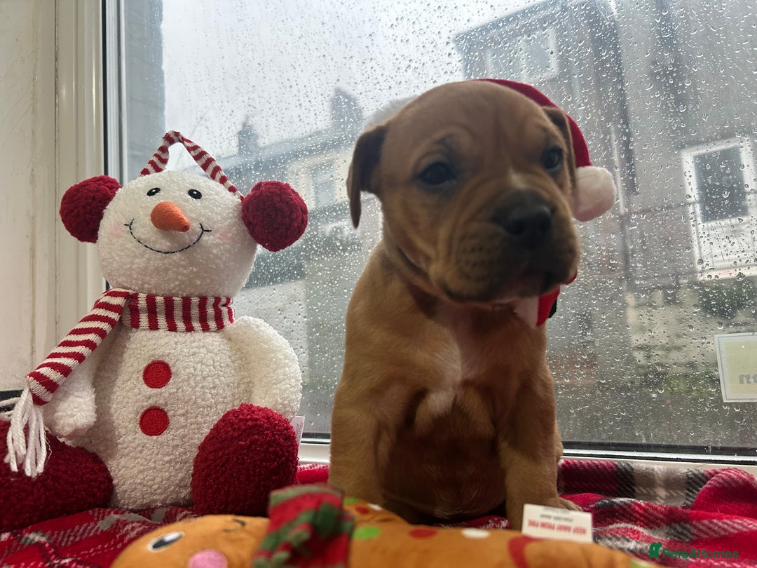 Mixed Breed dogs for sale: A beautiful litter of Rottweiler/staff/mastiffs - Advert 26