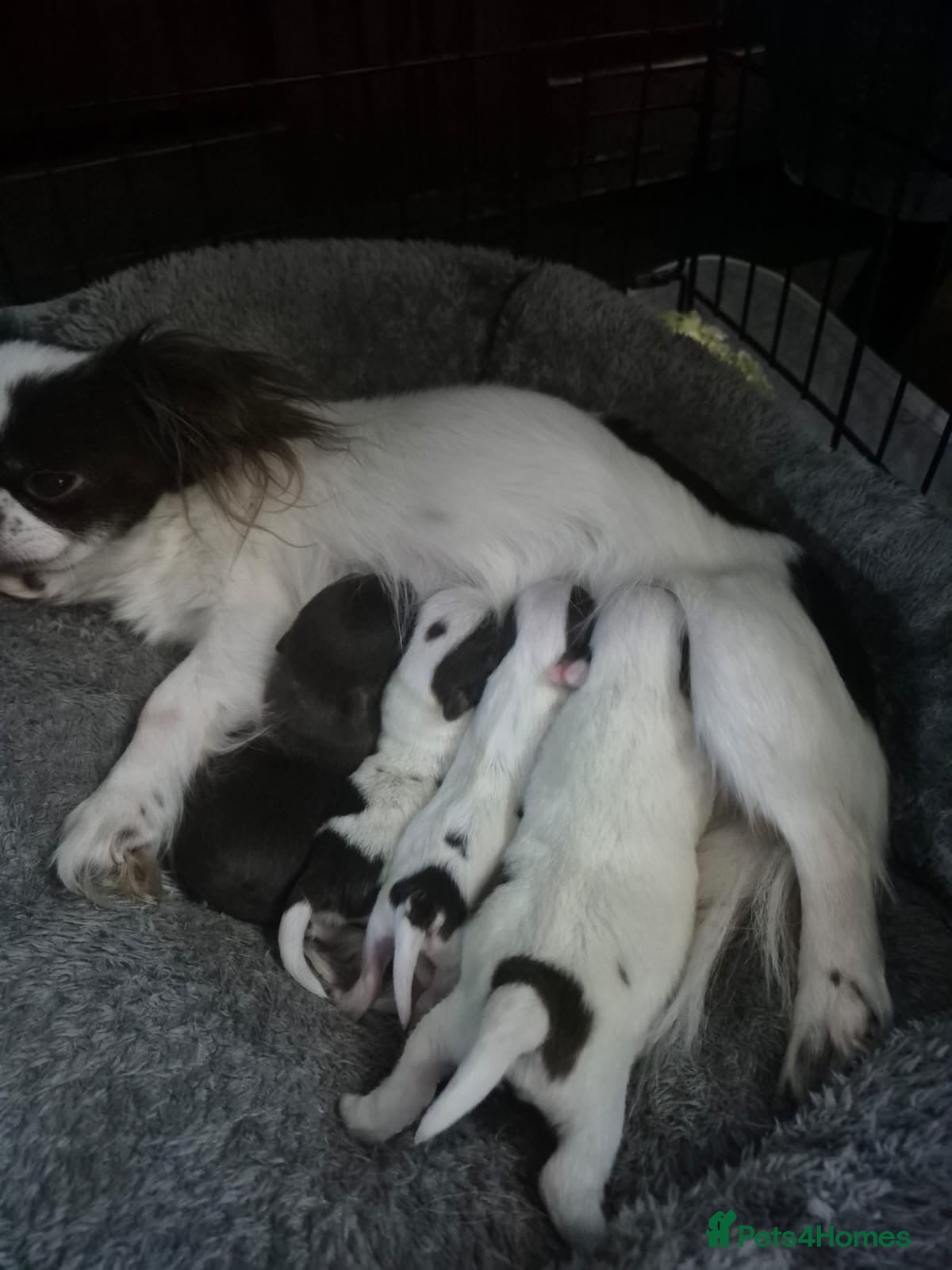 Chihuahua dogs  ❤️‍🔥KC Reg Party Colour Chihuahua Puppies❤️‍🔥  - Advert 2