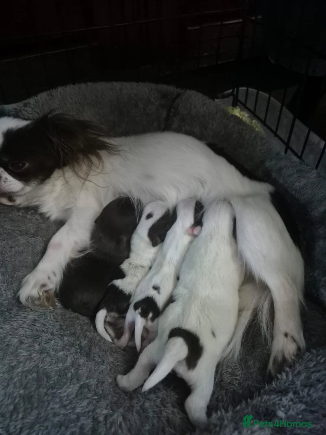 Chihuahua dogs for sale:  ❤️‍🔥KC Reg Party Colour Chihuahua Puppies❤️‍🔥  - Advert 2