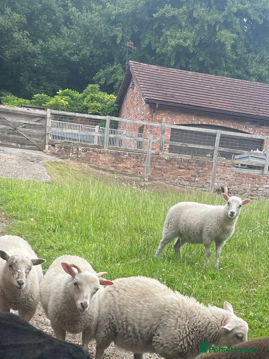 Sheep livestock for sale: REGISTERED HEBRIDEAN EWES - Advert 7