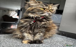 Persian cats for sale: Persian Kittens - Image 5