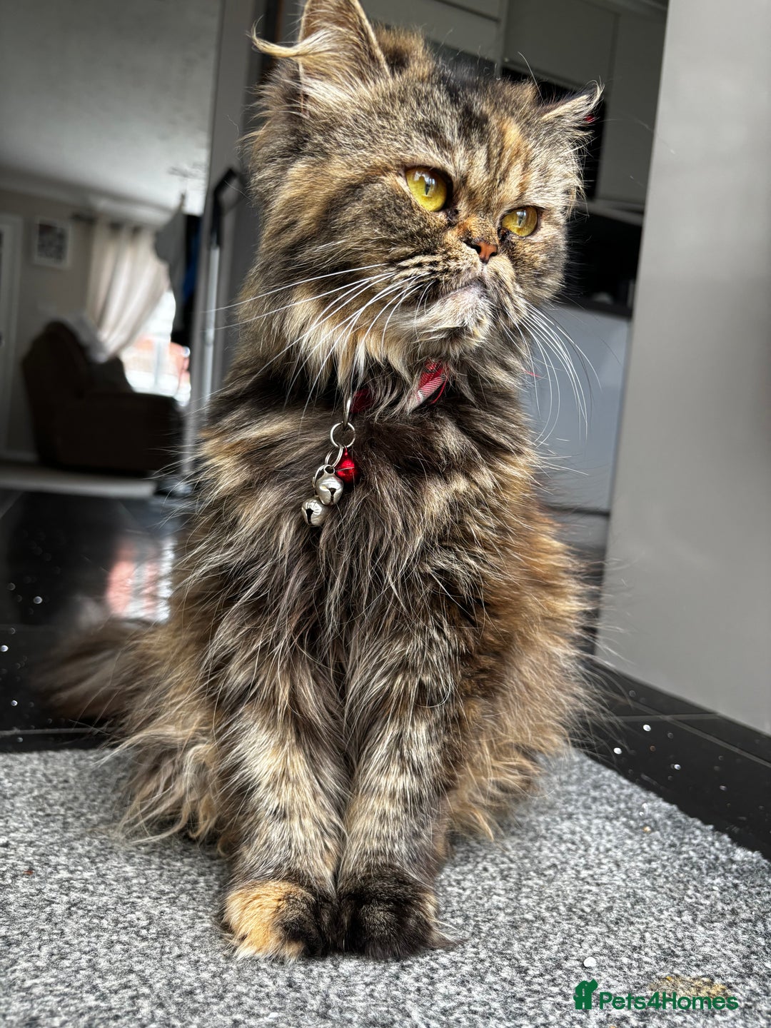 Persian cats for sale: Persian Kittens - Image 5