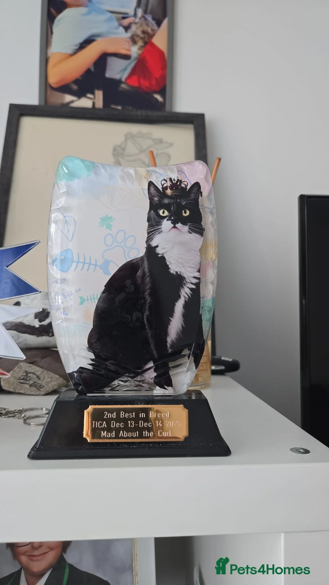 Maine Coon cats for sale: Maine coon Polydactyl  - Advert 1