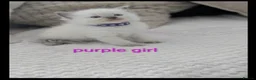 Ragdoll cats for sale: 🐾 5 Beautiful Ragdoll Kittens Looking for homes - Advert 2