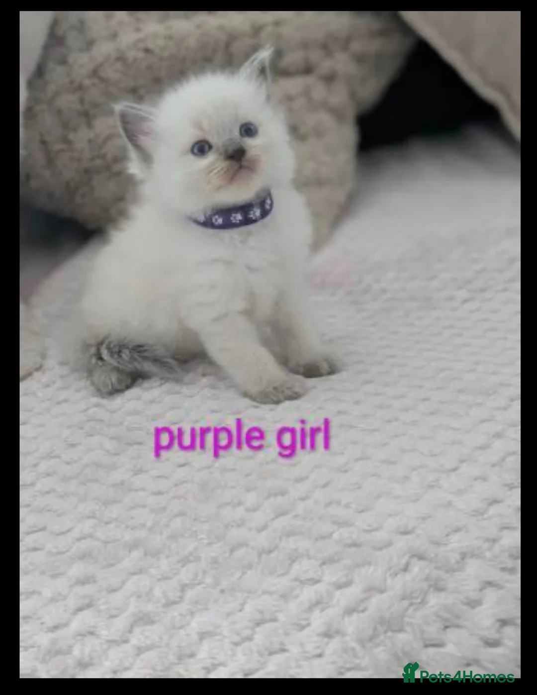 Ragdoll cats for sale: 🐾 5 Beautiful Ragdoll Kittens Looking for homes - Advert 2