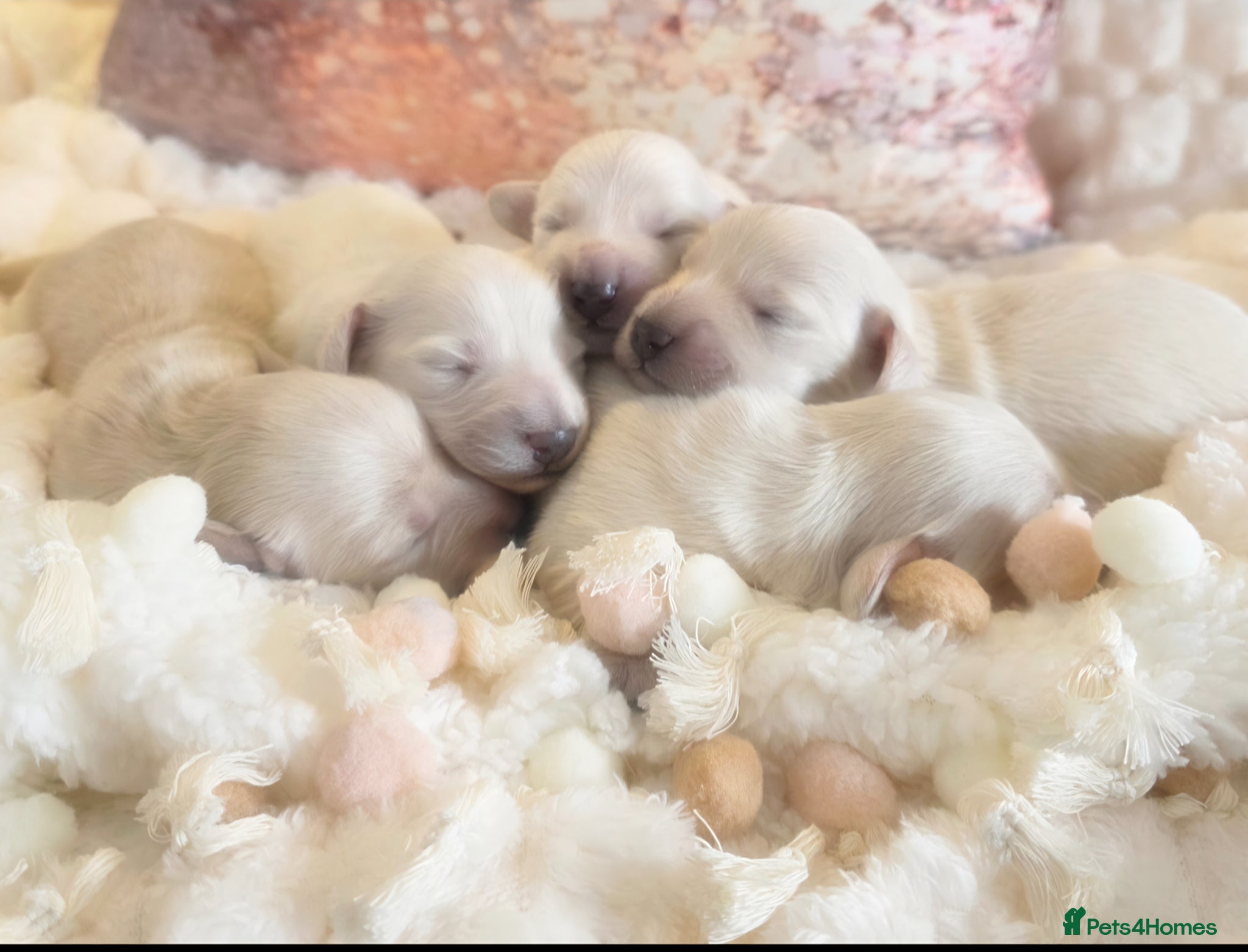 Miniature Dachshund dogs Exceptional KC Clear Cream longcoat puppies - Advert 17