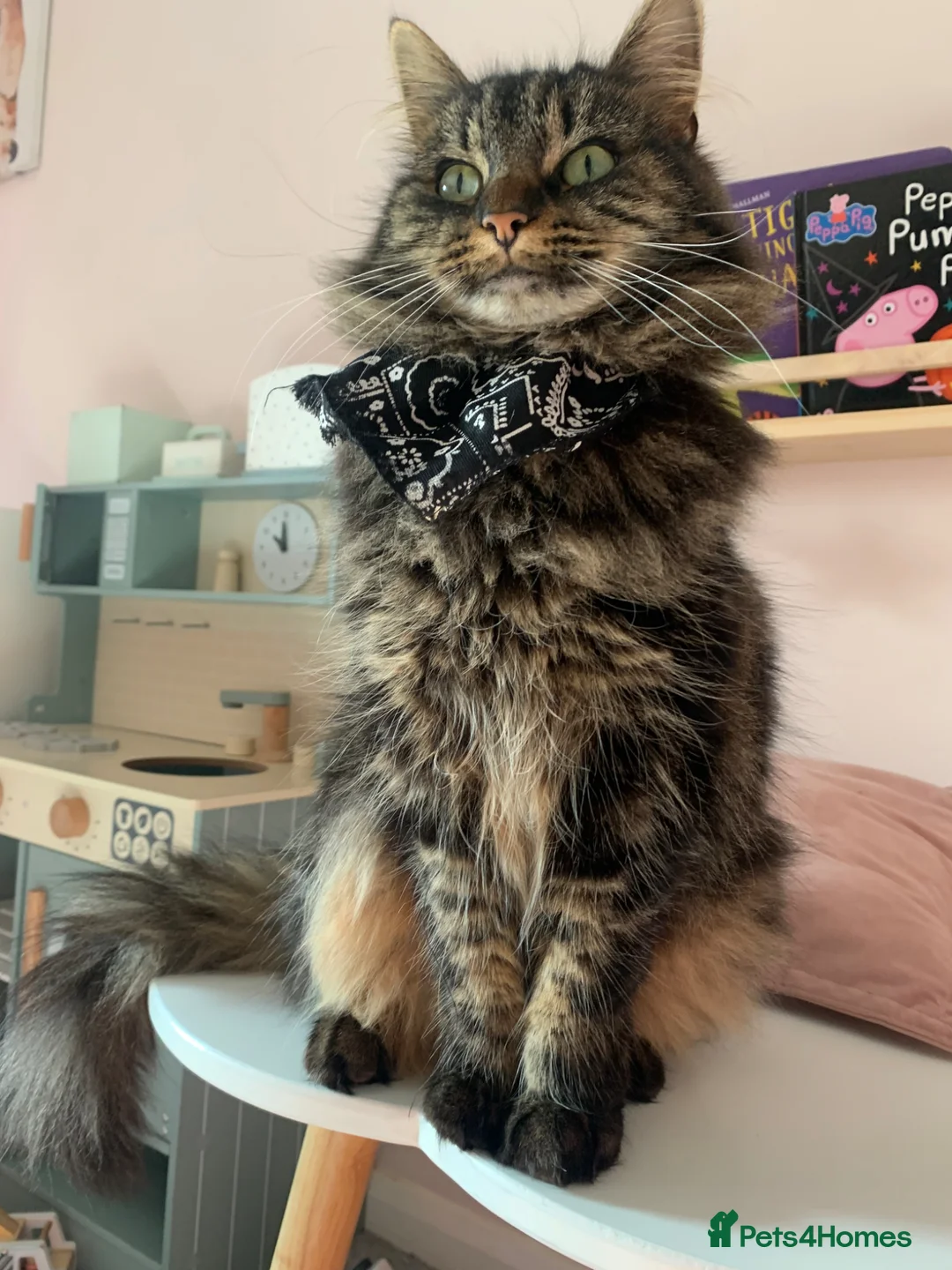 Mixed Breed cats for sale: Lovely tabby girl  - Advert 7