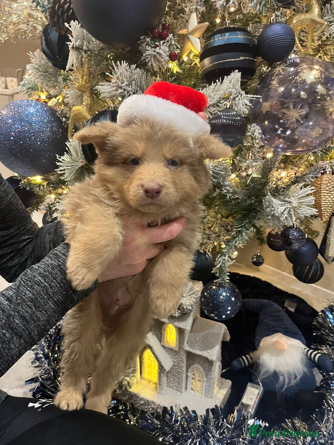 German Shepherd dogs for sale: Working KC GSD German shepherd puppies  - Advert 31