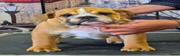 English Bulldog dogs for stud: 👑 KING: The Right Male for Your Bulldog Litter - Advert 6