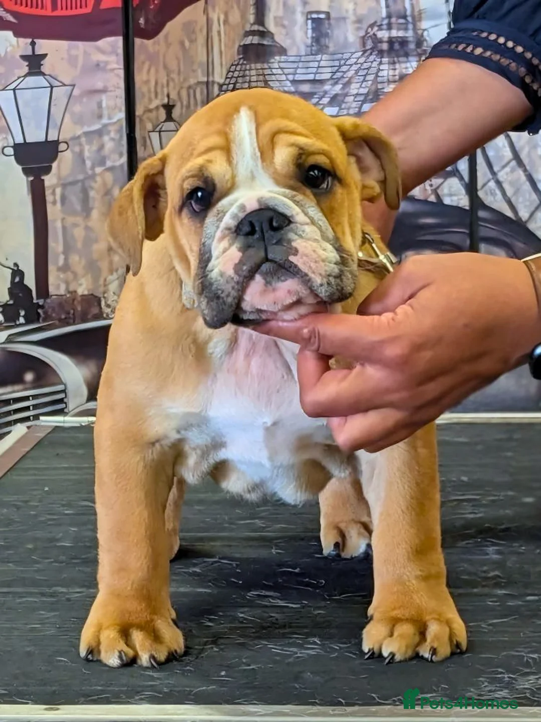 English Bulldog dogs for stud: 👑 KING: The Right Male for Your Bulldog Litter - Advert 11