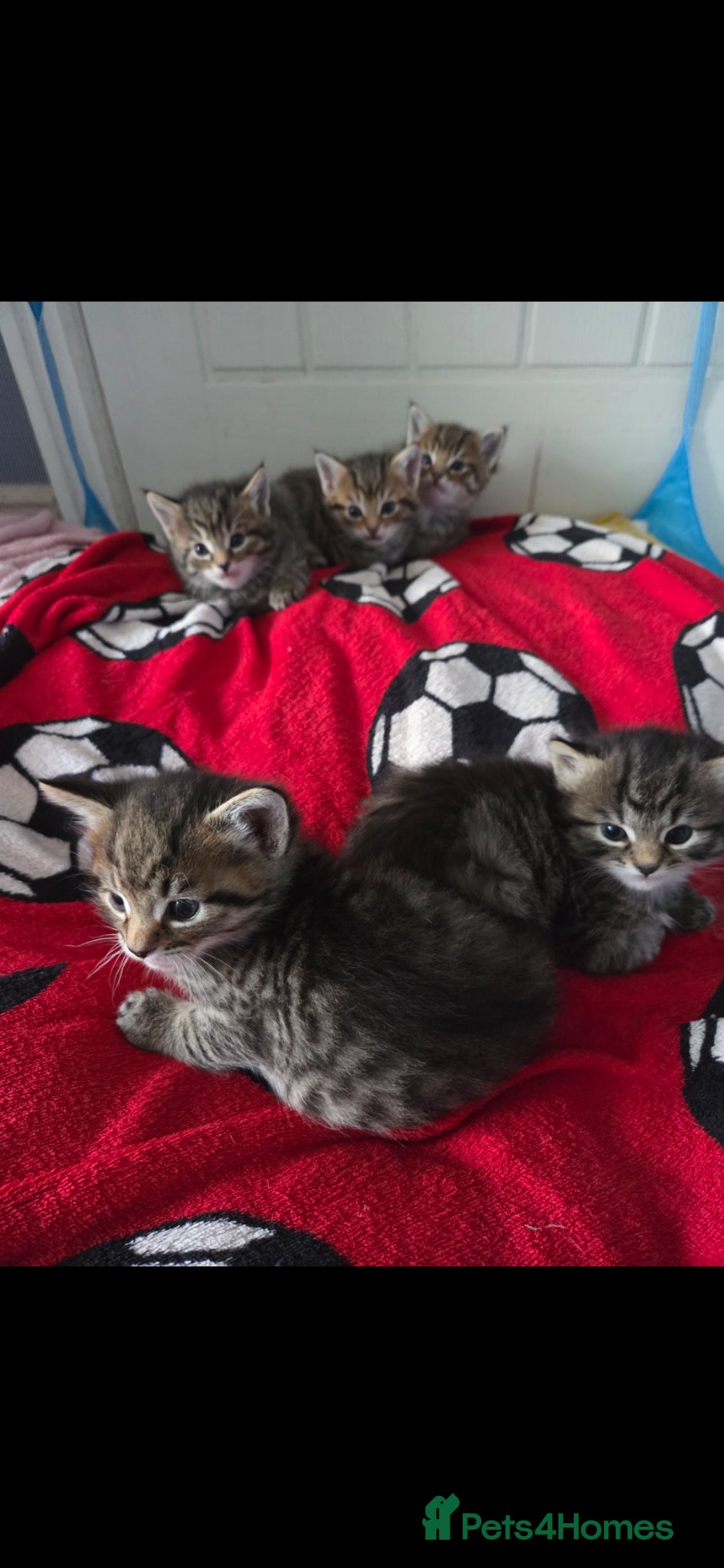 Mixed Breed cats Tabby Maine Coone kitten - Advert 1
