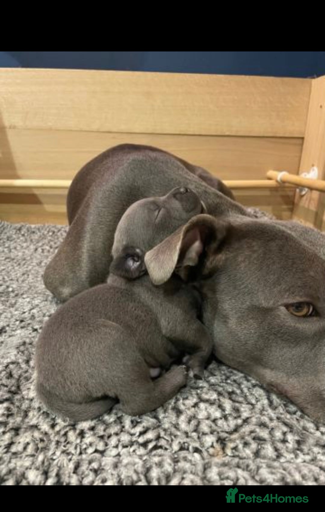 Staffordshire Bull Terrier dogs for sale: 🐶WORMED STAFFORDSHIRE BULL TERRIER PUPPIES 🐶 - Advert 10