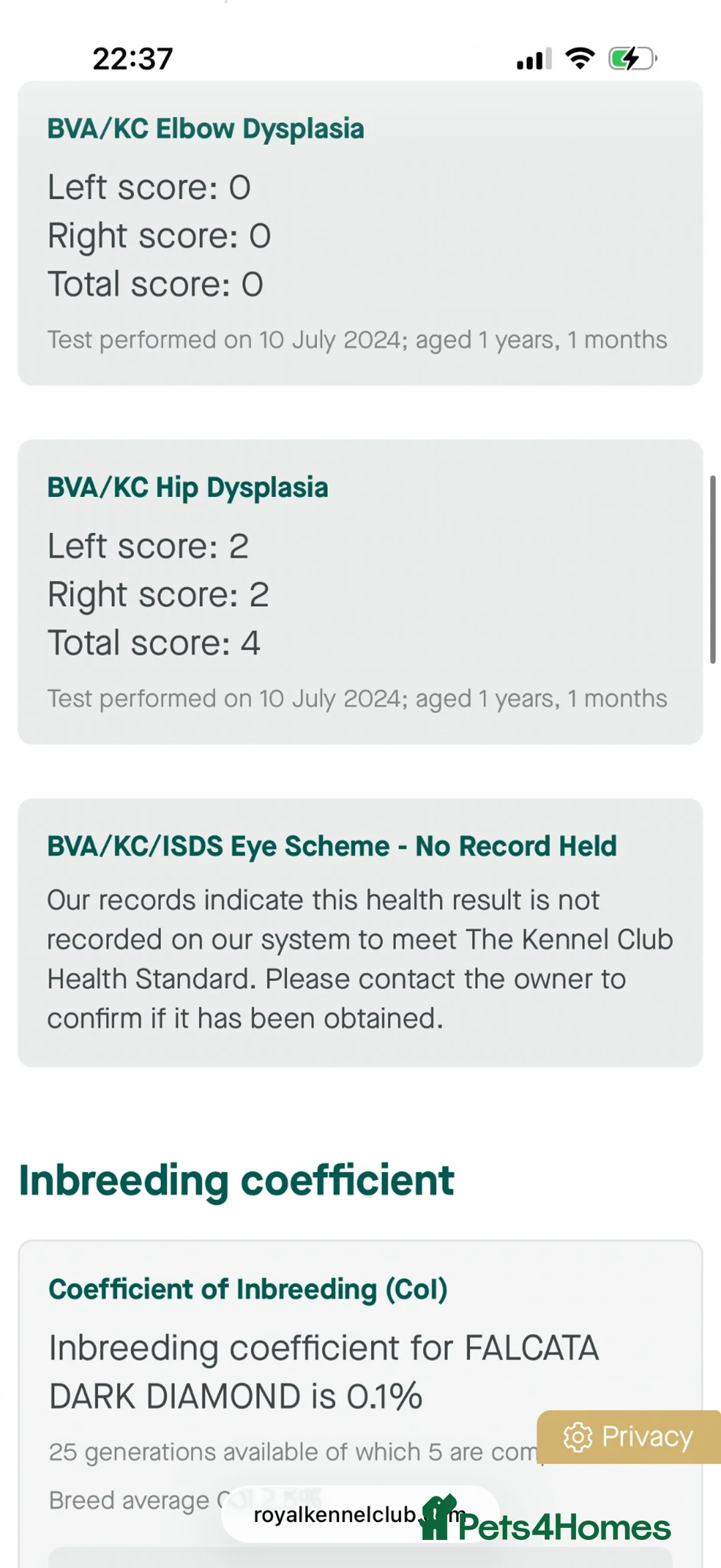German Shepherd dogs for stud: German shepherd proven stud fully health tested  in Doncaster - Advert 7