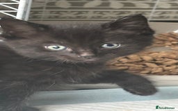 Mixed Breed cats for sale: 4 beautiful kittens - Image 3